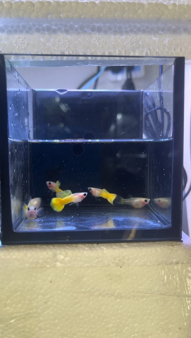 孔雀鱼黄金玻璃猫三公三母