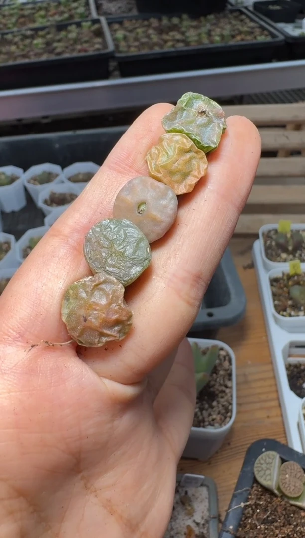 【闪购商品】不退1.14-462