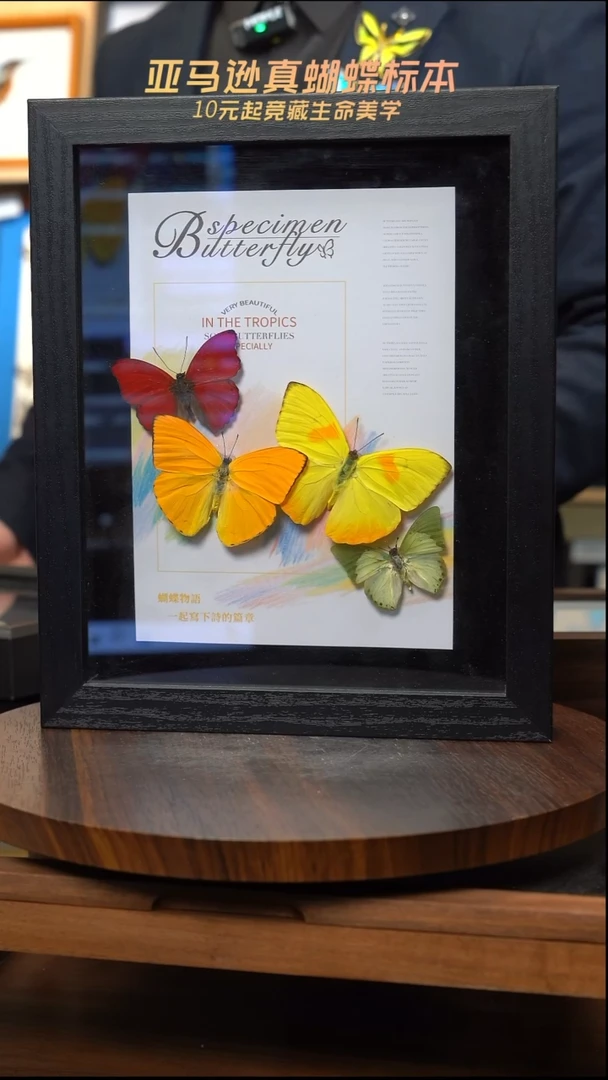 四色蝴蝶标本摆件10寸