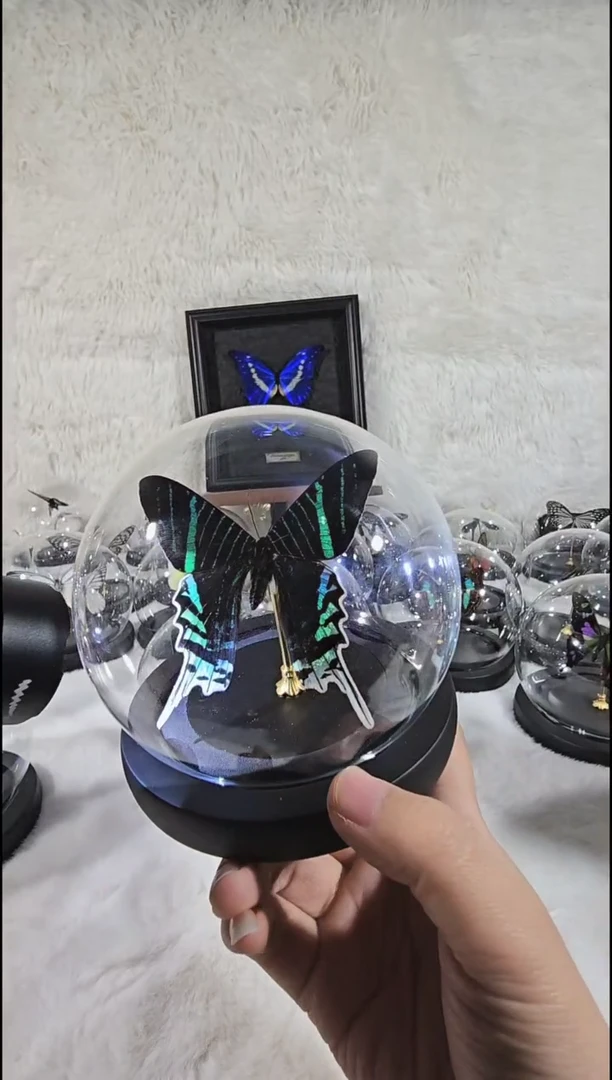 月亮蛾水晶球蝴蝶标本