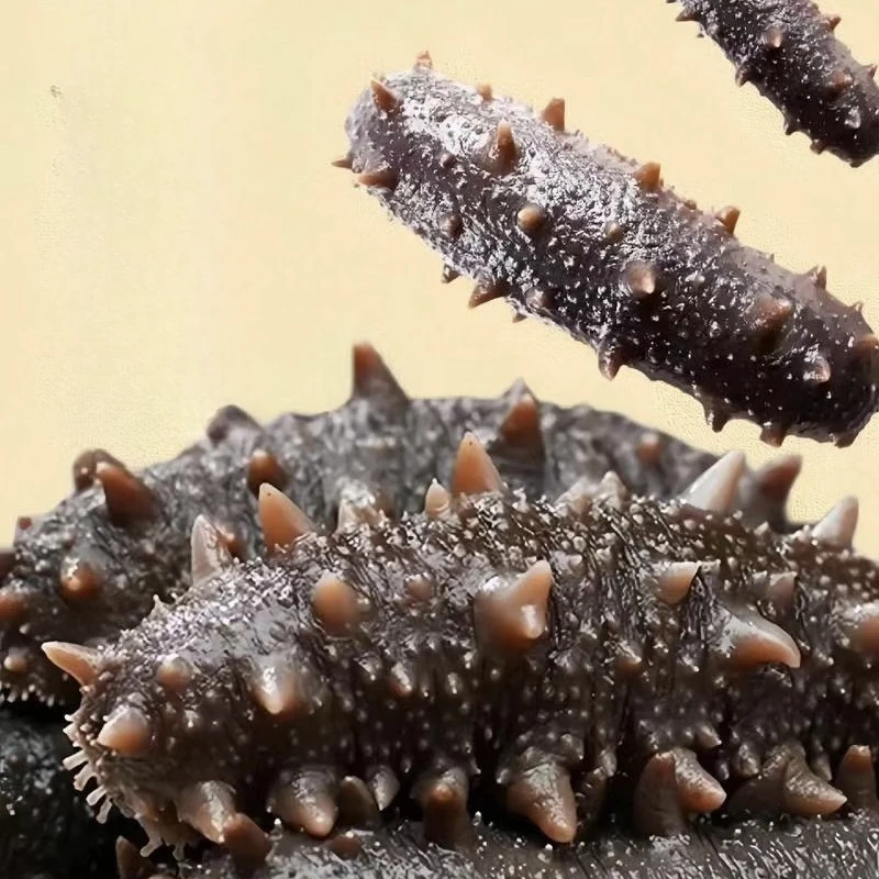 青岛海参即食8-12只左右10公分左右（口感品质 包邮到家）