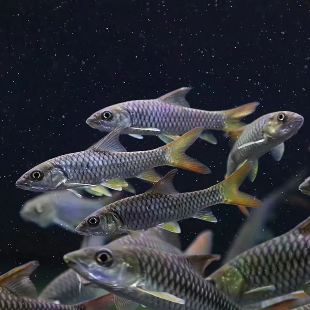 印度皇室金吉罗原生溪流淡水鱼观赏鱼风水鱼稳定发货包邮包损包活