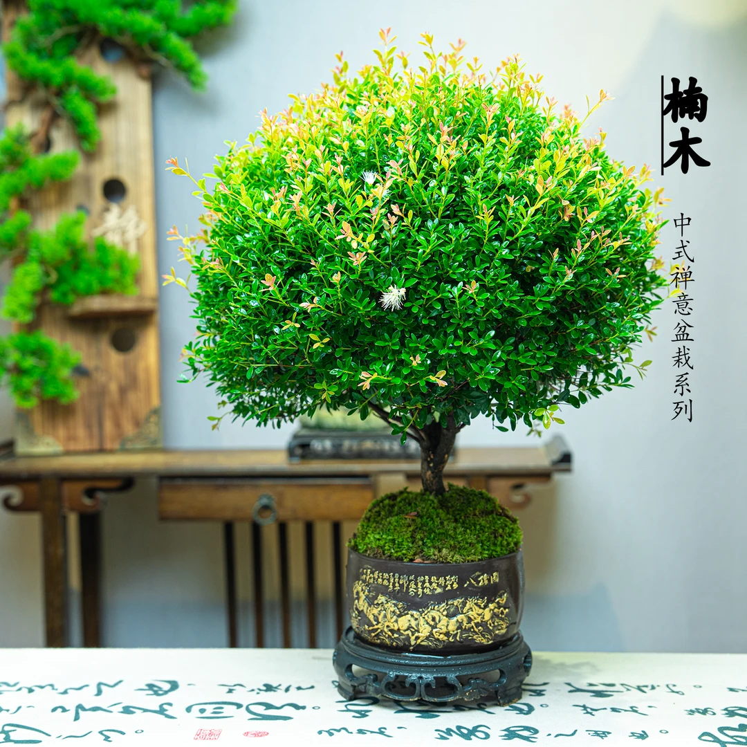 【八骏图金丝楠木】室内高端绿植盆景美观大气好养耐活