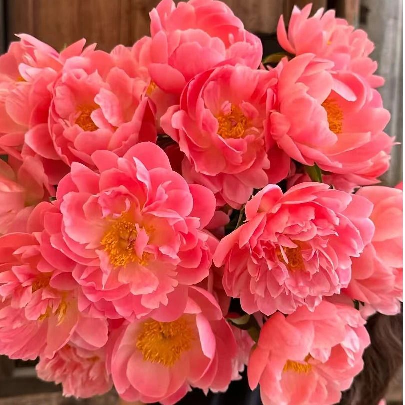 精选芍药夏威夷珊瑚花束插花家庭办公室水养鲜切花云南顺丰包邮