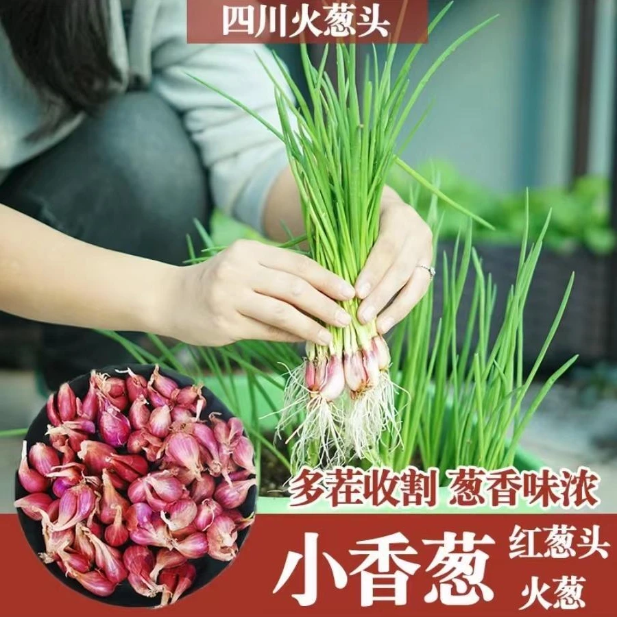 浓香型红葱头四季小香葱食用细小香葱阳台庭院红葱头新四川红葱头