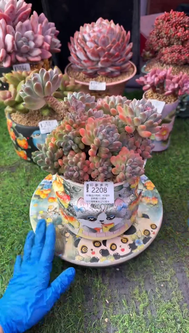 昆明印象多肉2208