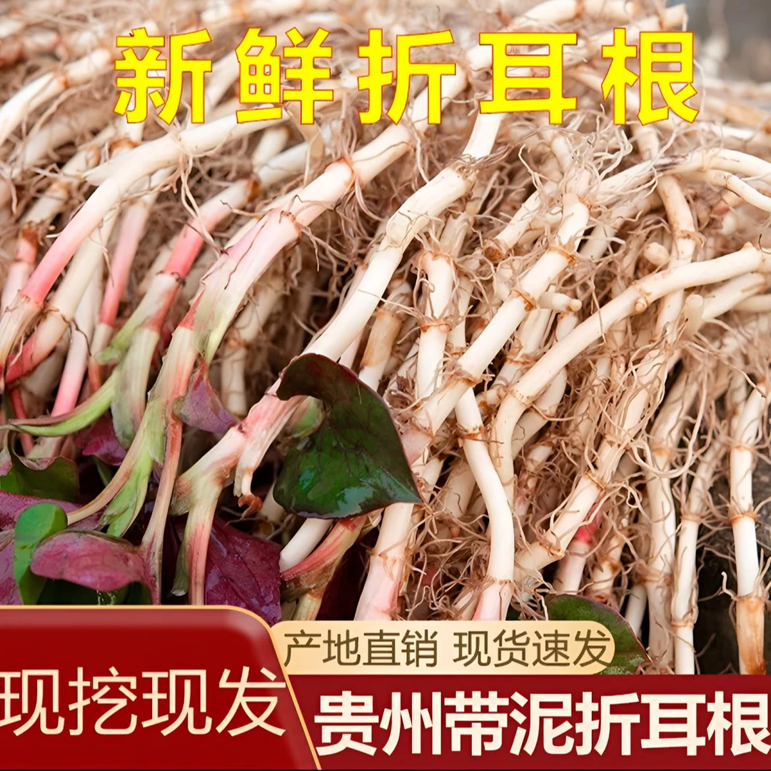 贵州新鲜现挖视频折耳根蔬菜嫩芽鱼腥草农家挑选凉拌菜特产耗儿药