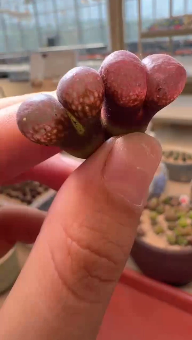 14-31多肉植物肉锥