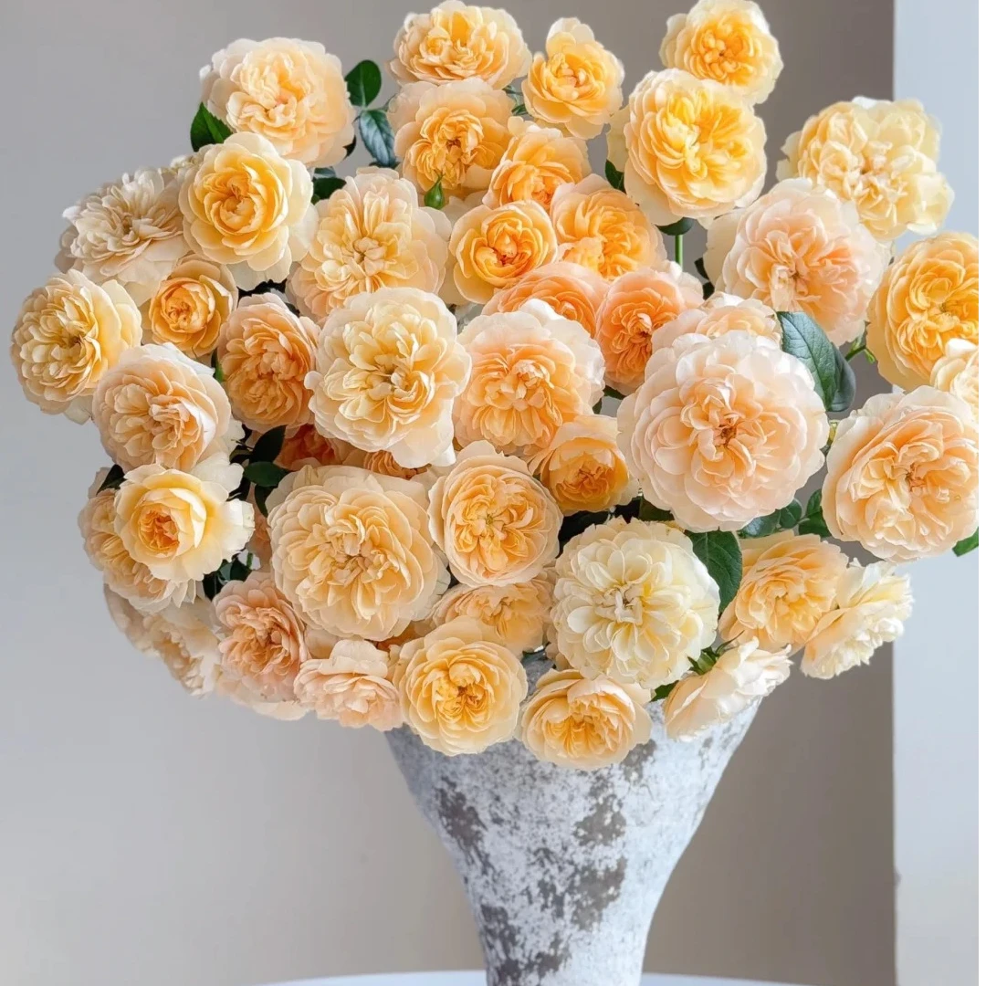 小花优选】多头蜜柚汁