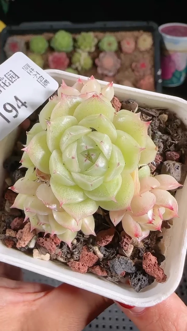 1206-194多肉群生不包整