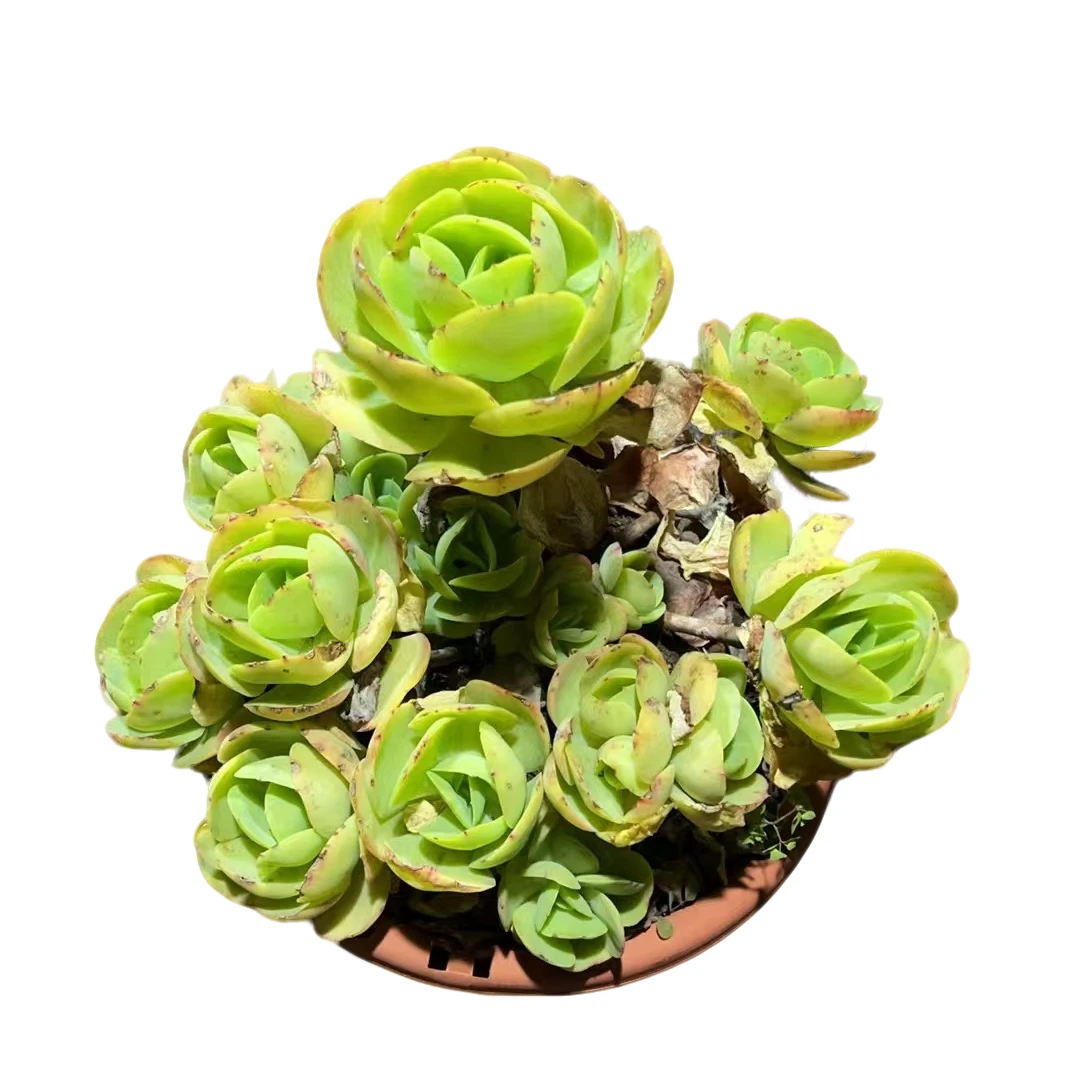 精品多肉植物碧桃