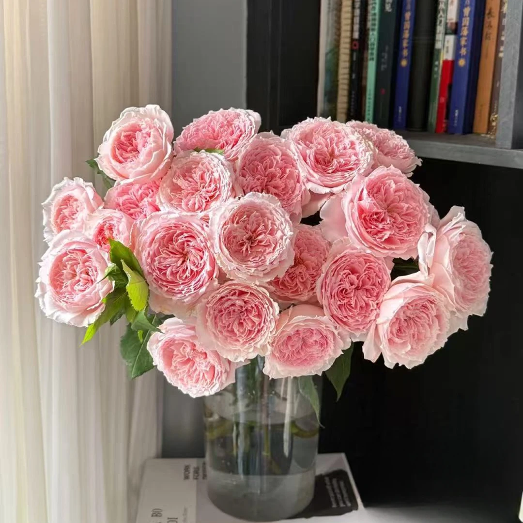 【多头仁爱公主】稀有A级多头玫瑰 玖枝花优选基地直发鲜花儿