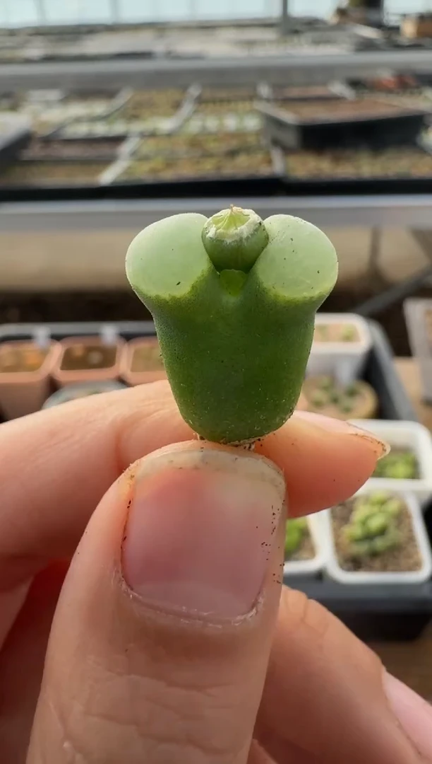 【闪购商品】2.5-193