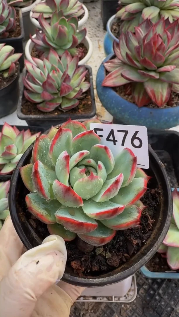 F476惊鸿仙子（裸根发货）