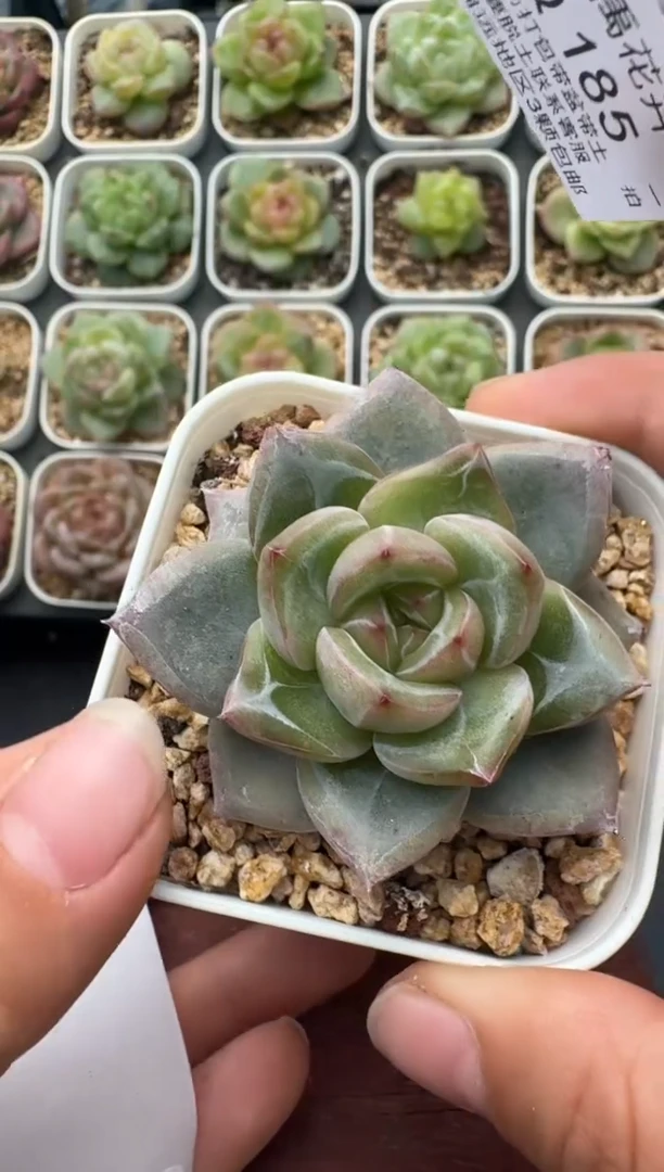 185T带盆土发 当场拍3颗以上包柚 多肉植物 一物一拍