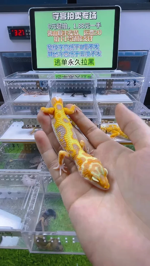 豹纹守宫豹纹肥尾瘤尾苗子亚成成体