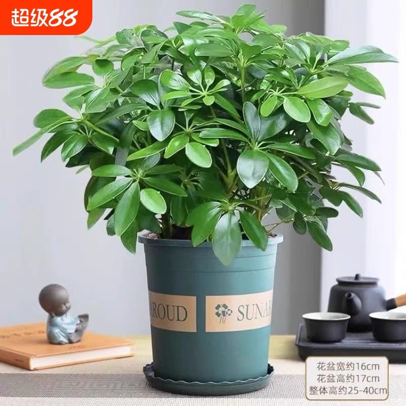 鸭脚木【八方来财】绿植盆栽室内客厅土培水培四季花卉招财树