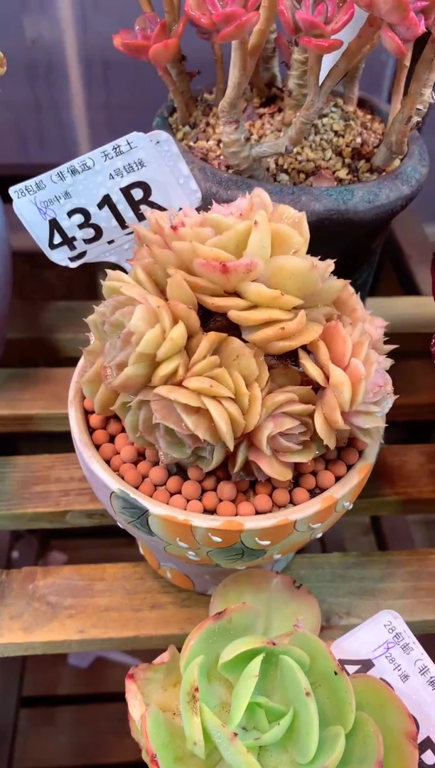 431R（一物一拍，精品多肉，所见即所得 ）