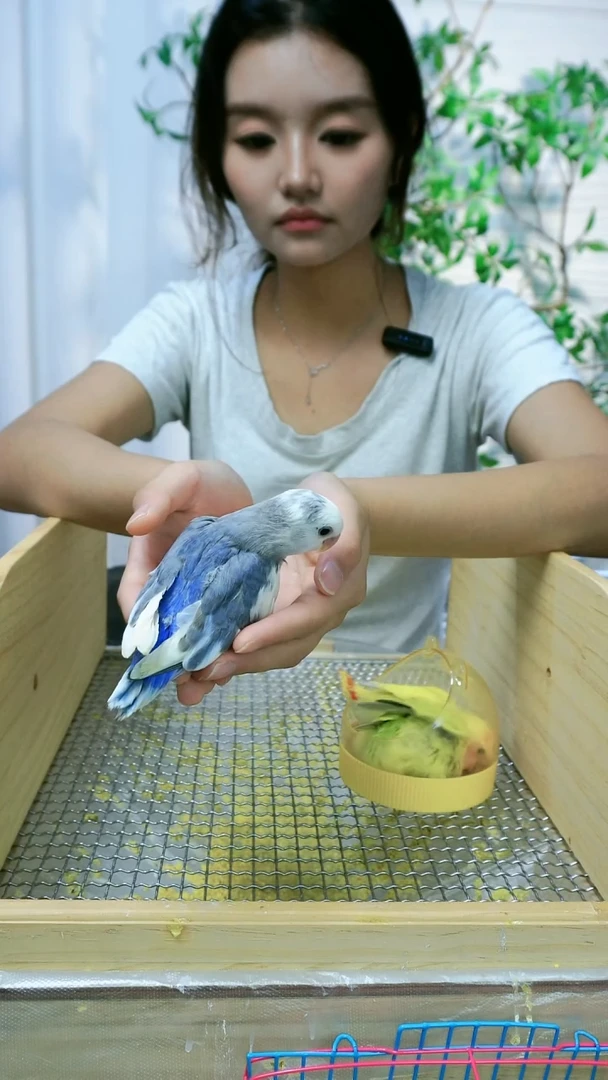 桃脸牡丹鹦鹉牡丹鹦鹉