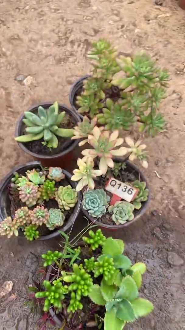 Q136多肉组合默认脱土发货