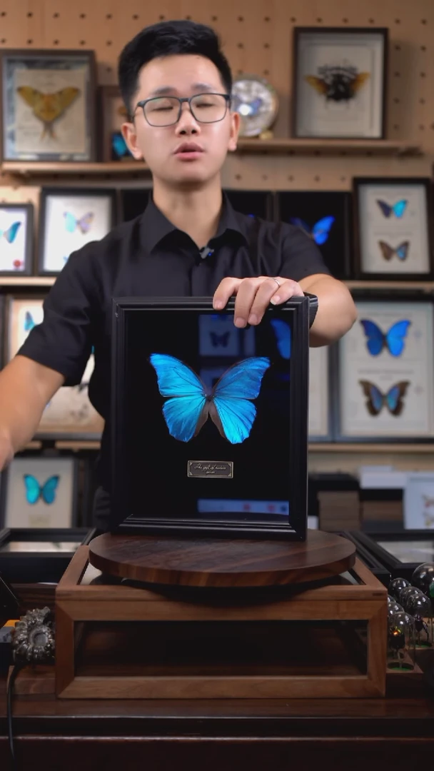 大蓝闪蝶黑绒底版10寸欧式框（带证书）