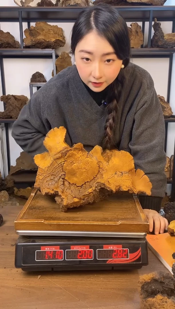藏区野生松针层孔菌