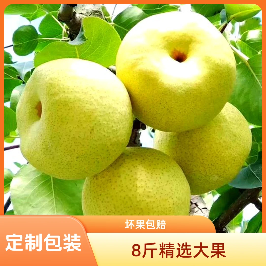 【7斤定制大果】同川酥梨7斤正宗新鲜水果脆甜多汁当季水果