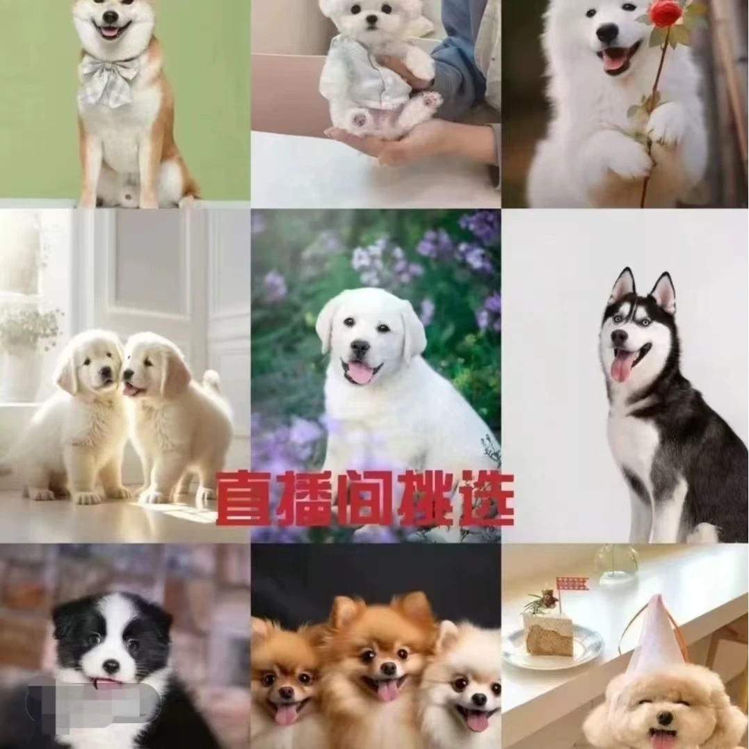 中华田园犬串串狗活体幼犬多种花色可选直播间专享一物一拍