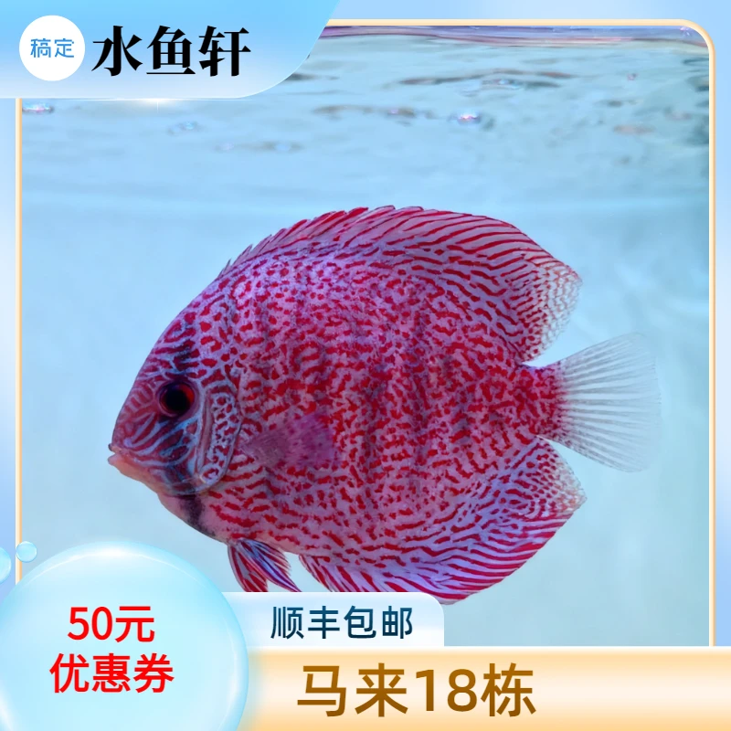 七彩鱼 野彩 马来18栋 活体中大型热带观赏鱼可混养淡水鱼