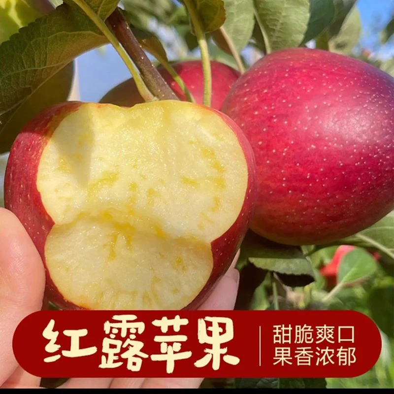 云南早熟糖心纯甜红露正宗苹果现摘现发甜脆多汁猫一杯