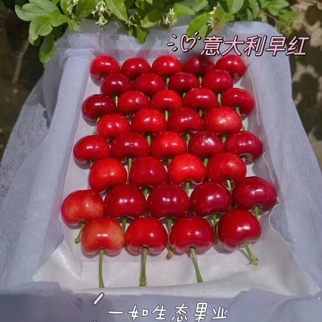 【辽宁省可拍】大连意大利早红自家果园现採现发顺丰包邮酸甜开口