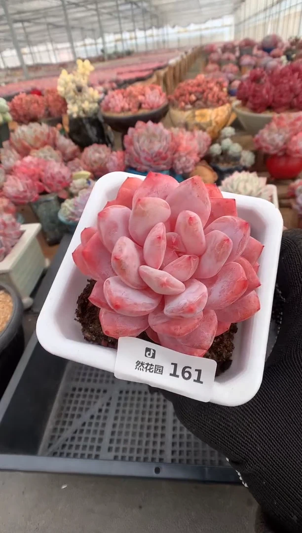 161雪天使多肉植物一物一拍