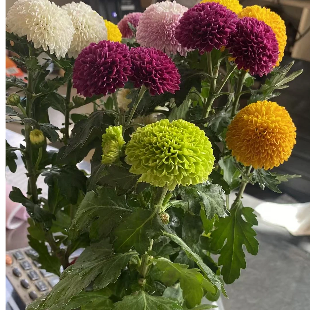 七彩乒乓菊盆栽四季开花易爆盆室内外好养花卉绿植只发西藏