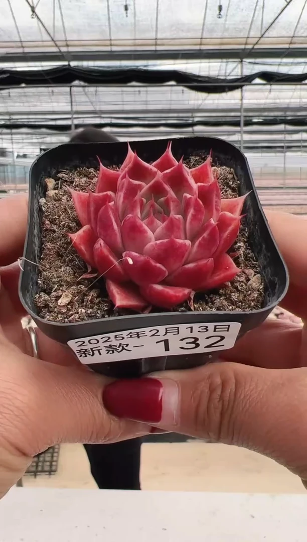 【闪购商品】新款多肉-132