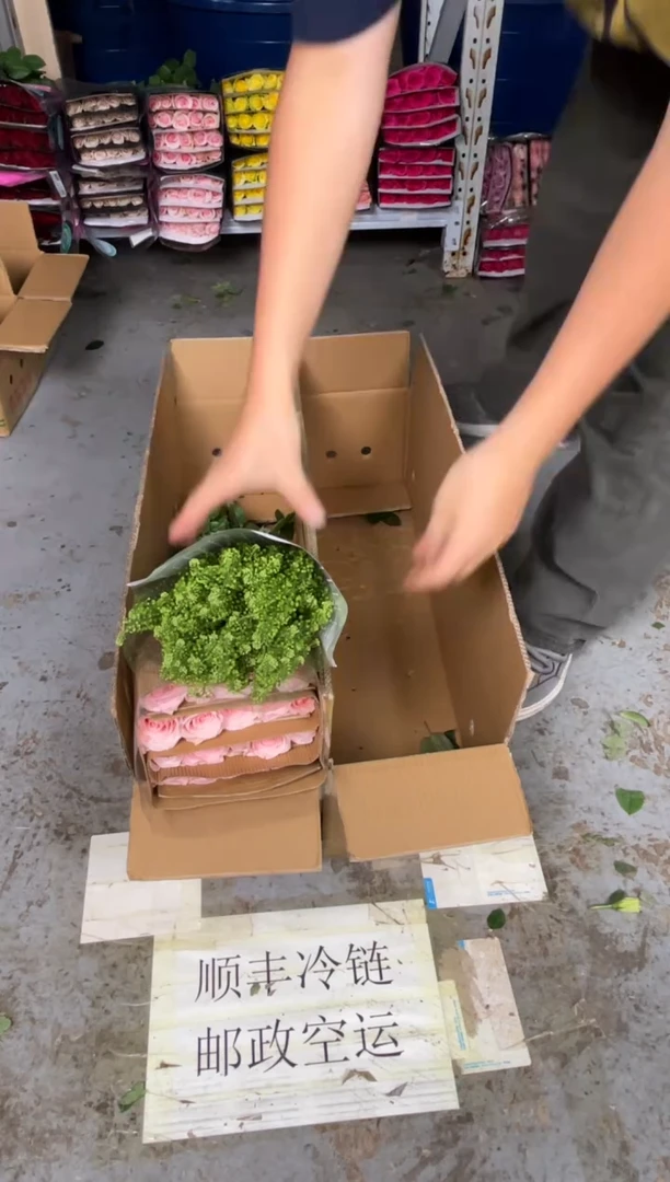 粉爱神3扎+绿林草