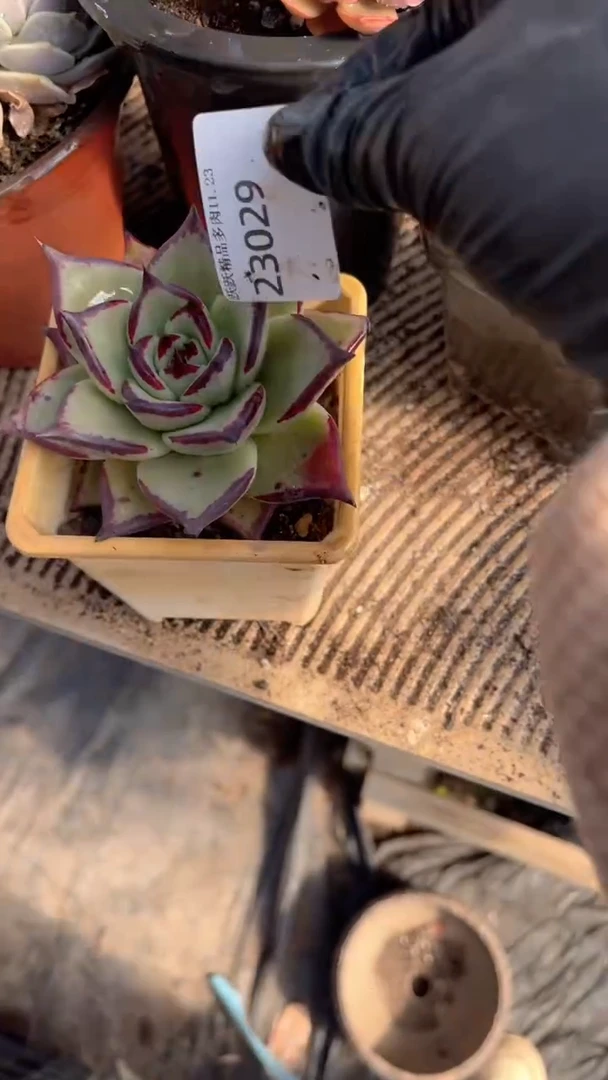 车**?跃跃精品多肉23029