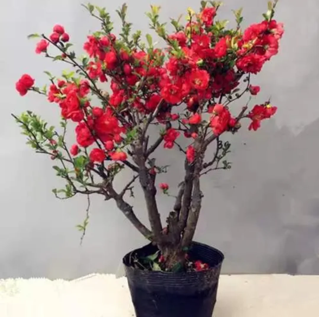 海棠花盆栽树苗重瓣长寿冠盆景老桩庭院植物室内花卉四季开花好养