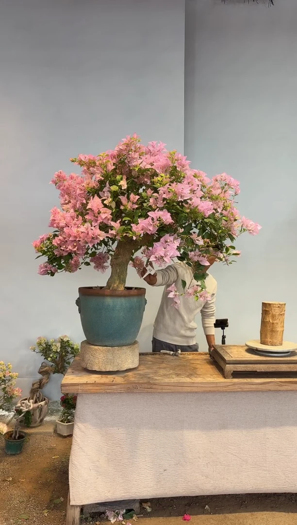 以实际为准三角梅5