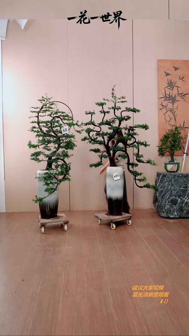 无花朵莎***君100号链接