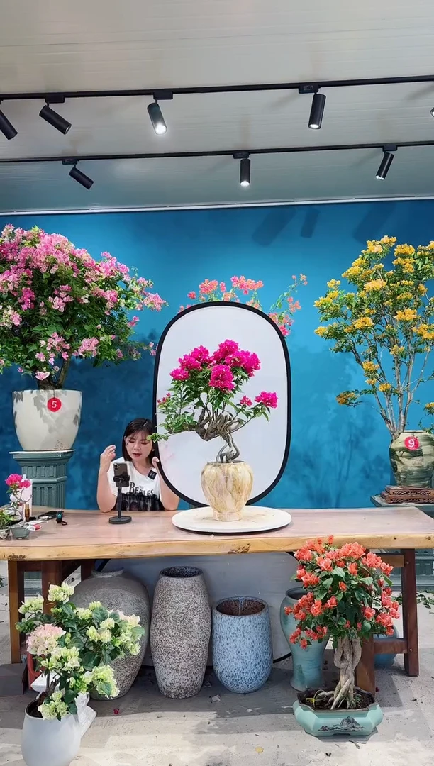全部花朵菲菲娜三角梅