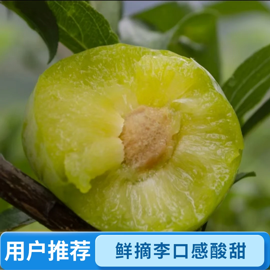 （现摘现发）正宗青脆李当季新鲜青李甜酸过瘾水果