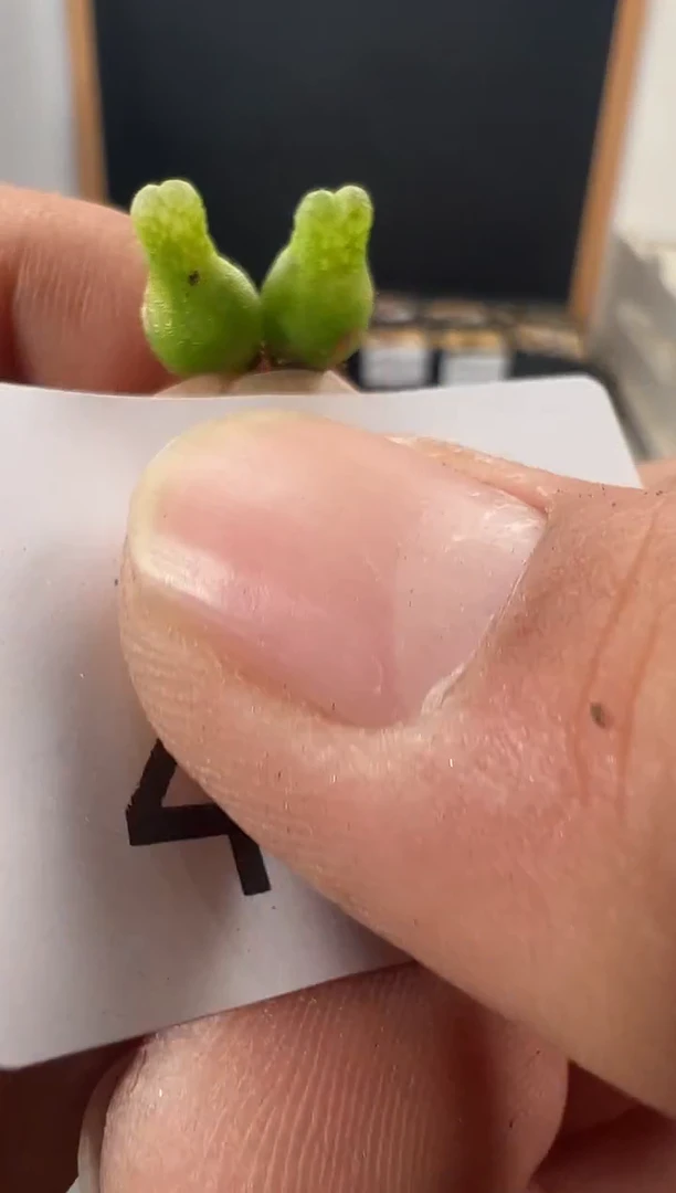 一物一拍                468