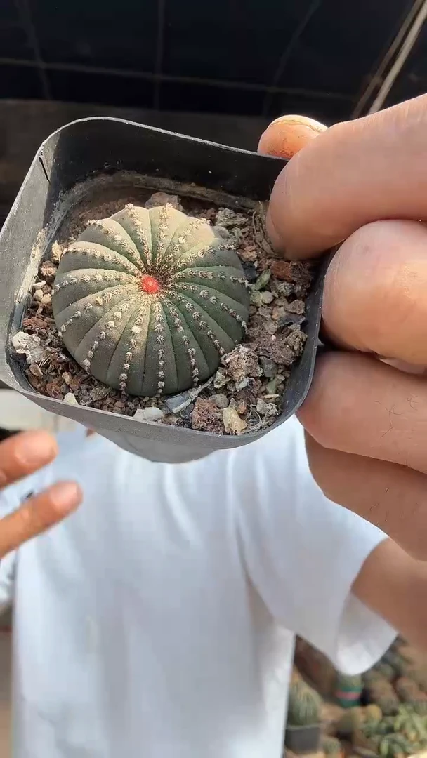 大型世童4公分     16.99