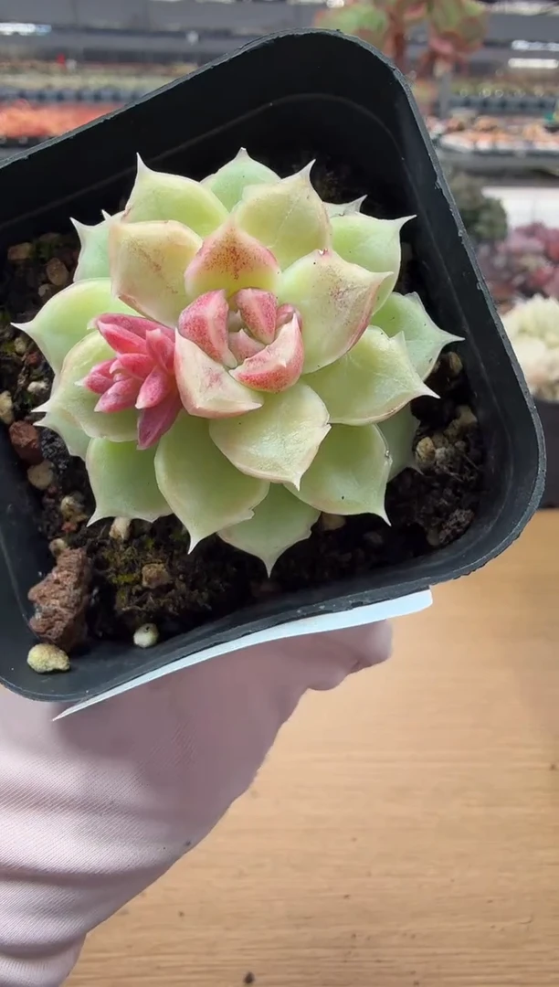 东云多肉园二店-87