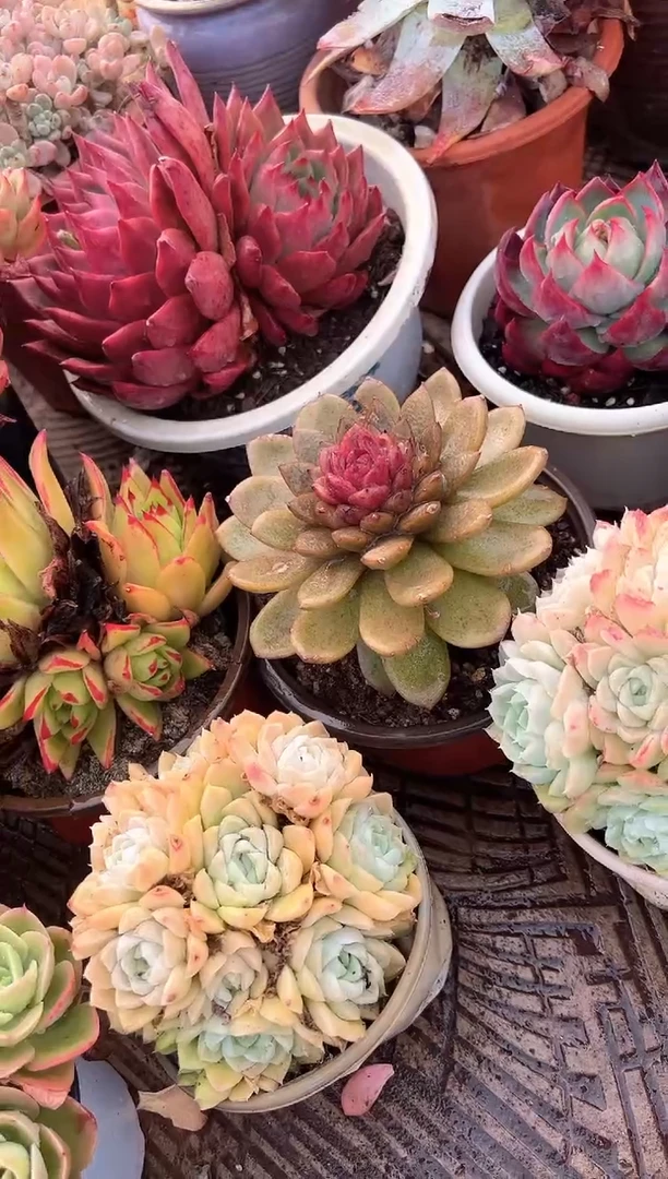 小***馆多肉植物一物一拍17260