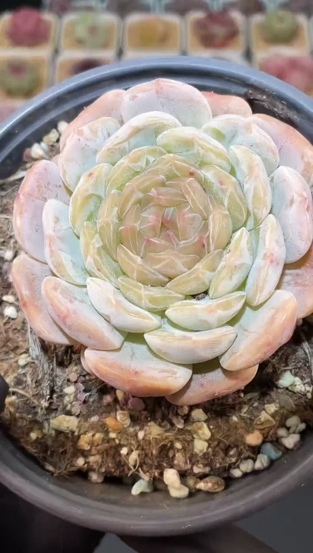 闪购3100 粉心白恋多肉一颗 6厘米