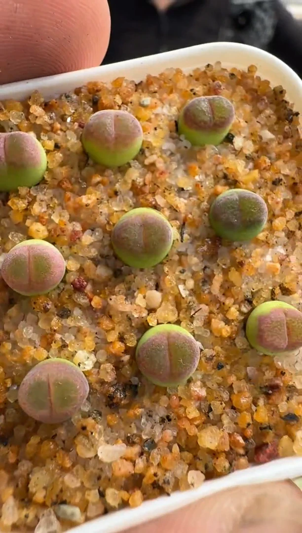 【闪购商品】8-34斑马风铃一颗