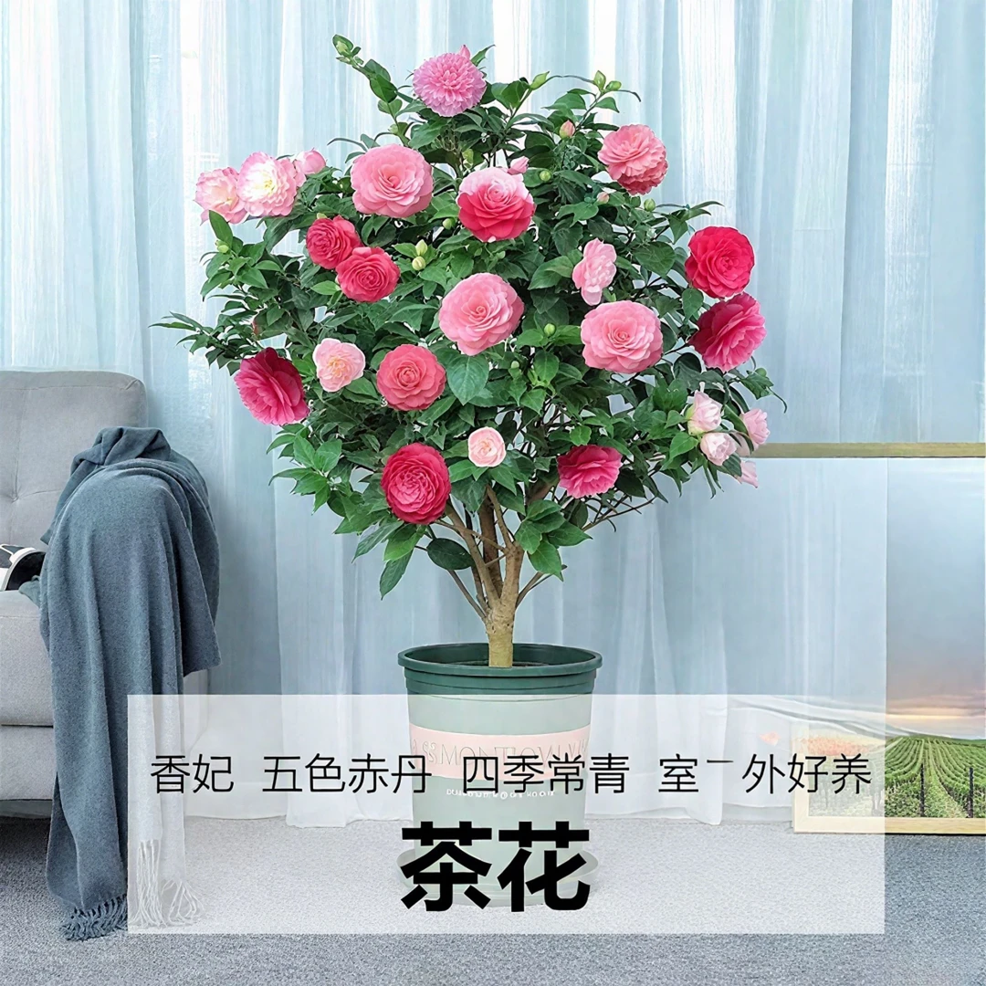 四季山茶花带花苞五色赤丹香妃茶花80 - 100室外种植耐寒花卉