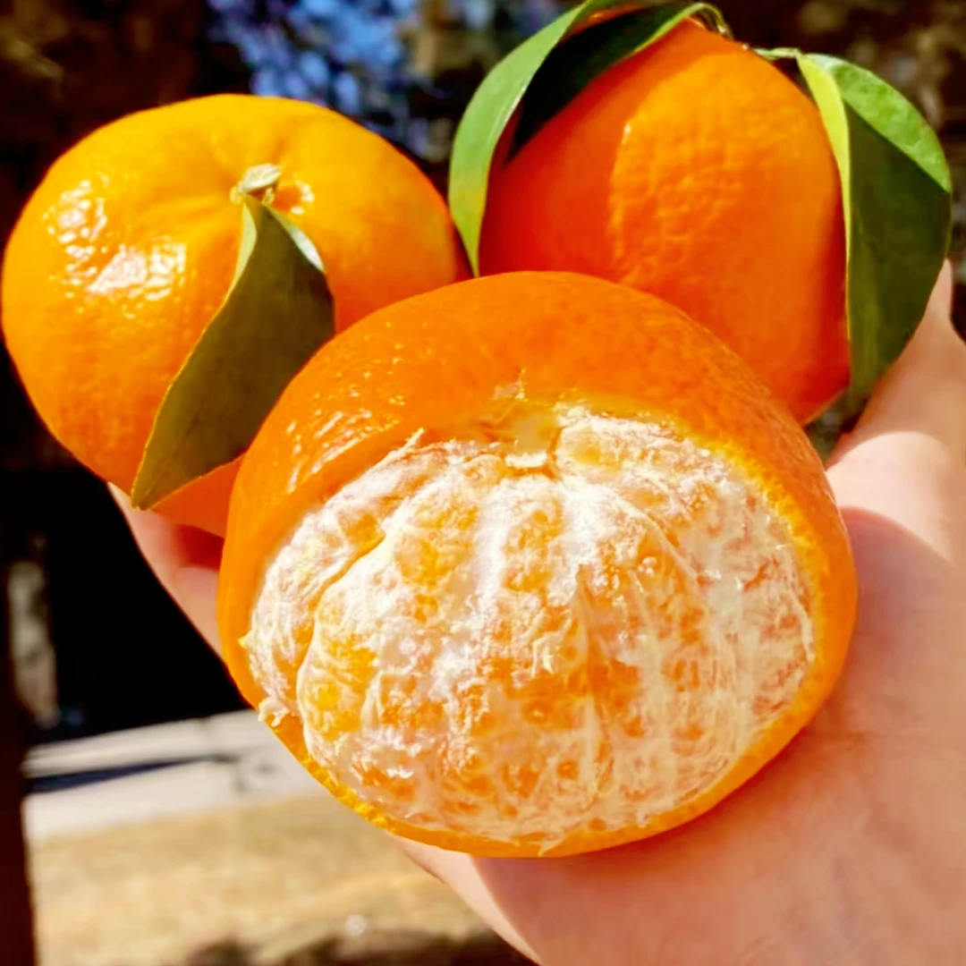 正宗沃柑苗柑橘果树苗去四季可种植嫁接对版湖南发货可盆栽可地栽