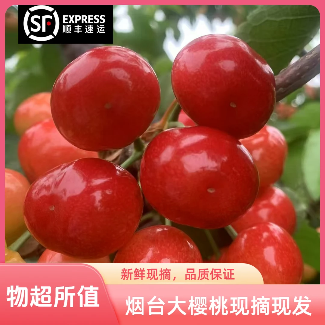 烟台大樱桃 现摘露天红灯